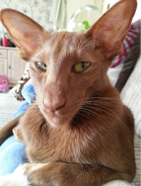 Или я тебя понюхаю)