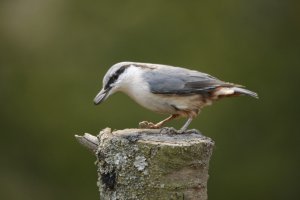 У нас сова - редкий гость. Зато ястребов в полях много, а поползней я даже с руки кормил.