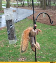 согласна

белка ©