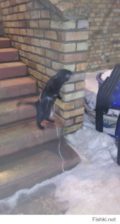 &quot;Братство черного кота&quot;