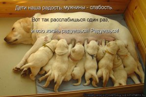 Новорожденные щенки и их гордые родители