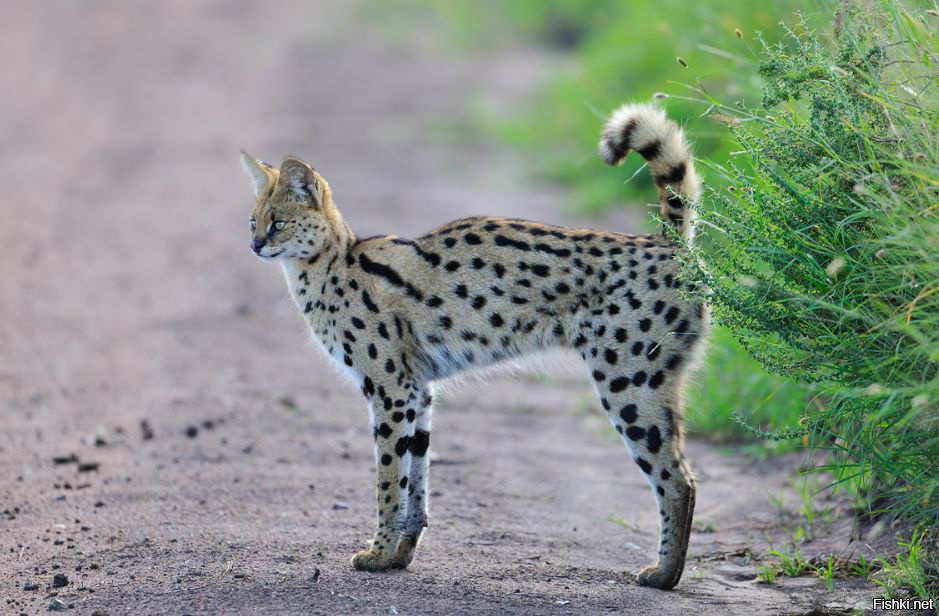 Очень осторожные и скрытные.Возможность их сфотографировать выпадает не очень часто.