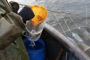 В Питере миногу тоже ловят "на бутылку"!