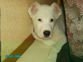 вот мой белый мишка Абай