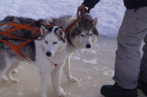В общем если так то доводите до логического конца, собака специфичная, держать дома, да и за городом без дела - портить генотип. Ищите однособачников и займете собакена делом от природы