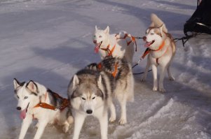 В общем если так то доводите до логического конца, собака специфичная, держать дома, да и за городом без дела - портить генотип. Ищите однособачников и займете собакена делом от природы