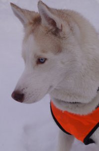 В общем если так то доводите до логического конца, собака специфичная, держать дома, да и за городом без дела - портить генотип. Ищите однособачников и займете собакена делом от природы