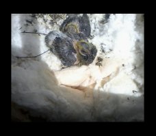 у меня на балконе уже третий выводок)) первое потомство ручные... по утрам ждут,когда пшено насыплю)))