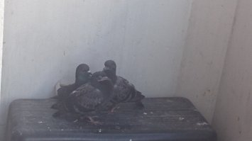 у меня на балконе уже третий выводок)) первое потомство ручные... по утрам ждут,когда пшено насыплю)))