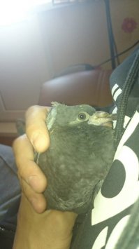 у меня на балконе уже третий выводок)) первое потомство ручные... по утрам ждут,когда пшено насыплю)))