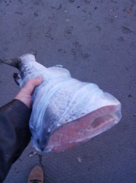 Калининград.
Покупал 30 декабря.
Фоту нашел, жене отправлял.
Ценник, конечно, не из супермаркета, но вполне средний для рынков.