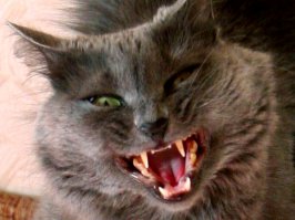  Когда решил сфотографировать кота