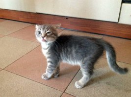  Когда решил сфотографировать кота