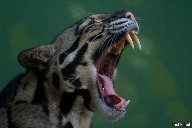 но прекрасно приручаются и размножаются в зоопарках
очень ласковые и игривые .. это не оцелоты ..вот там мощь и коварство
выращивала с первых дней и тех и других
вроде бы кошки ,но небо и земля