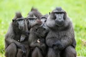 Да, ладно. Все- на одно лицо( как и мы для них)