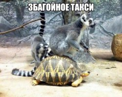 не знаю, как правильно - ТАГЗИ или ДАГЗИ (с неожиданным кавказским колоритом) - но точно не ТАКСИ :)