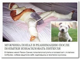"Собака вцепилась в гениталии" ... а почему в гипсе ВСЕ остальное (кроме гениталий)? :))