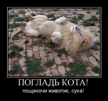 Немедленно погладь котика!