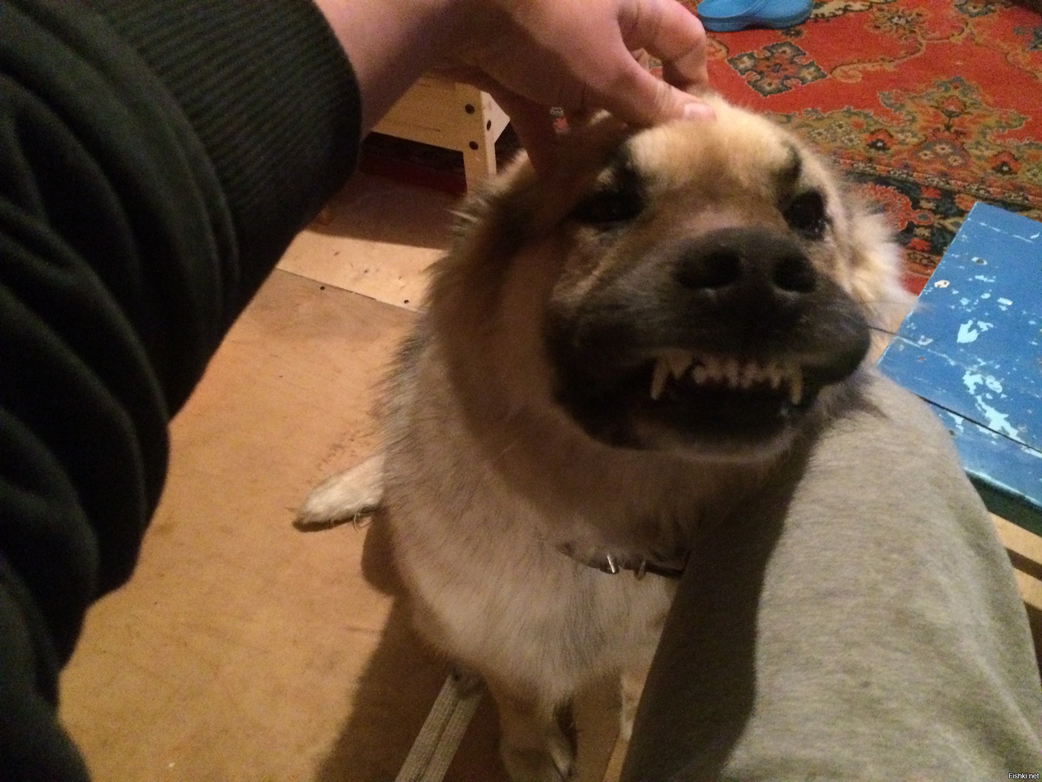 Из солянки от 19.02.2016