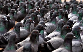 "Родители доверяют мне, позволяют заботиться о птенцах", - говорит Мари. ... СКОРО ВОЗЛЕ ЕЕ ДОМА!