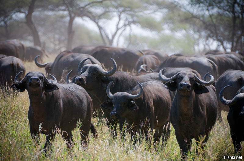 Мир животных буйволы. Стадо буйволов. Стадо африканских буйволов. Африканский буйвол. Буйволы Танзании.