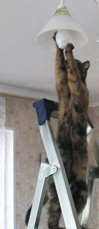 Звонок в МЧС