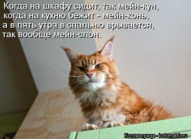 Мейн-кун решил ночевать у соседа, когда его человек ночью работает