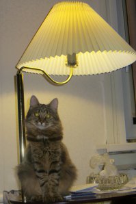 моя, пришла с улицы котенком меньше моего среднего пальца, характер думаю хуже бенгальской, зато бесплатно, у нее ласки вцепиться в руку лапами и жевать. кстати мой будильник, в 6,30 грызет руки -хочу жрать.