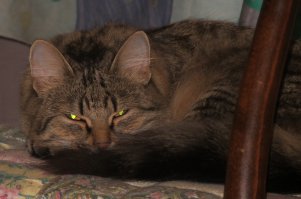 моя, пришла с улицы котенком меньше моего среднего пальца, характер думаю хуже бенгальской, зато бесплатно, у нее ласки вцепиться в руку лапами и жевать. кстати мой будильник, в 6,30 грызет руки -хочу жрать.