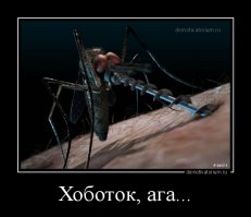 Лето после этого поста уже не будет прежним. Сейчас вы узнаете как устроено жало комара!