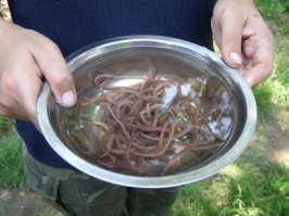 Да ладно вам люди, девушка стебется. На какую небудь тематическую вечеринку самое то! А для истинных гурманов, есть рецепт и пожестче:
Копаем дождевых червей
Моем в таре с читой водой минут пятнадцать
Складываем мытых червей в тару с мукой
Черви едят муку и в них не остаеться земли
Берем набитых мукой червей и жарим минут пять в глубоком масле.
Сильно не пинайте, повторяю рецепт только для истенных гурманов, сам не пробовал но где то читал и даже фото процесса прилагалось.
PS. Фотки с гугла на копал, просто в тему.