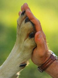 Переноска тактических собак в израильской армии