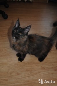 еще девица 3 мес., тоже 6 т.р.