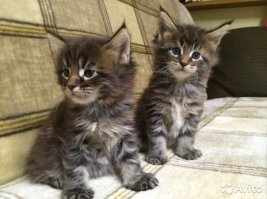 на а-то 6т.р., только что...