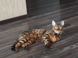 Насчёт характера у бенгальских это точно) это Финик, на руках сидит четверть секунды