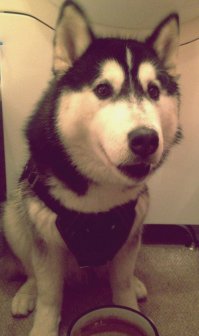 Мой собакен)