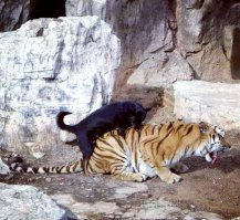 самой аж противно  буээээээ