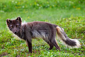 вот еще дебилам для минусов и для информации честным гражданам
так на самом деле выглядит описанный в статье зверь
на видео можно увидеть питомник и серенькие шубки
а популяция в 100 лисичек на ту площадь вполне нормальна и меняется в зависимости от обилия корма