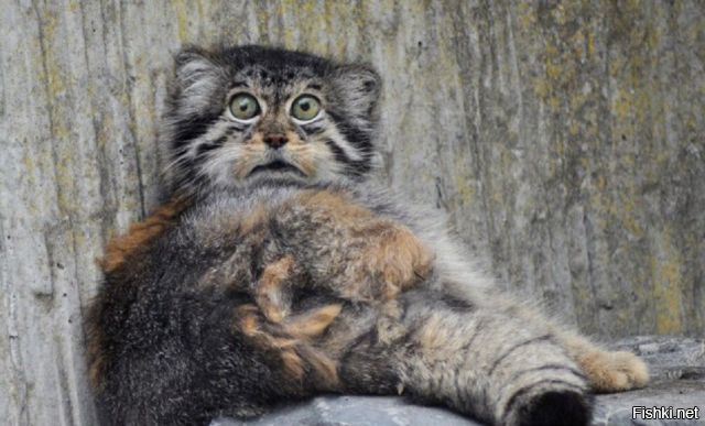 Как, Вам не нравится аромат рыбки¿!!!!