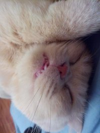  Когда решил сфотографировать кота