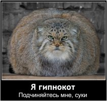 Большинство опубликованных изображений не вызвало во мне никаких чувств (хотя в названии заявлено обратное  ) кроме недовольства, и в тоже время грусти и недоумения. Это побудило меня запостить картинку манула, для чего-спросите вы? Сие остаётся загадкой для меня самого.