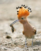 Вот ведь Удод. Медведку что ли поймал?