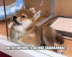если никто не заберёт, то пойдёт на усыпление через 2 недели... такие законы в сша