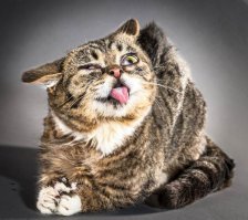  Когда решил сфотографировать кота