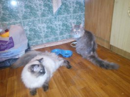 Жопошники мелкие =)