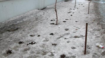 Оттепель