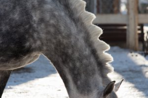 Дино в Москве)))