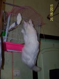 22 проблемы, известные каждому, у кого есть кошка