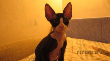 А вот это я брала