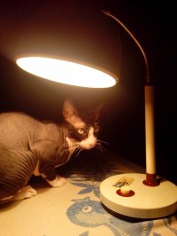 Кошатину хотелось, но вопрос шерсти перебивал всё желание (ну бесят меня до крайности эти волосинки, которые ВЕЗДЕ).
Муж показал фотку сфинкса. Первая реакция - "Мазать зеленкой - и к ветеринару!!!"
Два месяца убеждал. 
Ну это же Фубля, резиновая хреновина, из которой даже батарейки не вытащить 
Потом все-таки зашли по объявлению, там обещали черно-белых лысых девок. Одна сразу зашипела и свалила из корзинки, а вторая выпучила лысые глазенки и начала по мне ползать. Мать моя женщина, кошка в формате 2D, тощая аки велосипед, ножонки кривенькие, только бошка такая круглая и УШИ. Большие. Блин, так жалко стало это убогое создание, тем более, хозяйке от них избавиться не терпелось. Даже не за 2500, а за 1500 с лотком впридачу отдавала.
Ну я и не выдержала. Взяла эту ...прости Господи.

Зато теперь кто видит мою Кошку, все отмечают её "элегантность". Ну а как по мне, так как была Дрищом, так им и осталась....